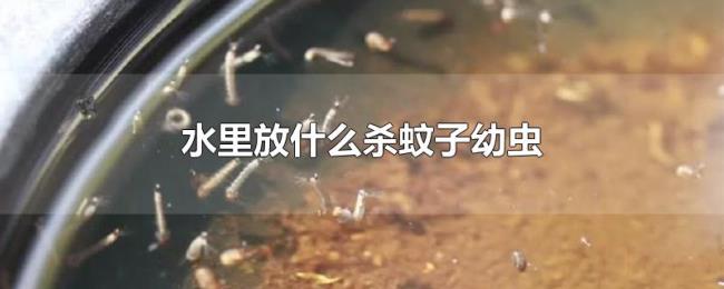 水里放什么杀蚊子幼虫