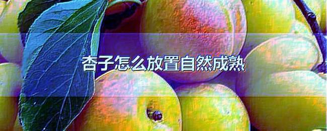 杏子怎么放置自然成熟