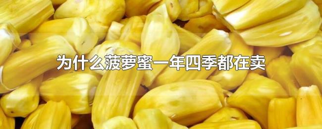 为什么菠萝蜜一年四季都在卖 为什么菠萝蜜一年四季都在卖