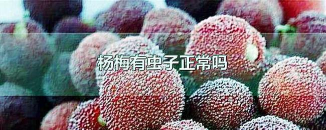 杨梅有虫子正常吗