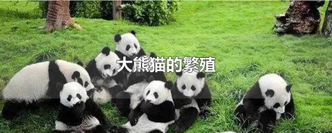 大熊猫的繁殖 大熊猫的繁殖
