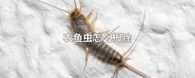 衣鱼虫怎么根除