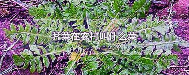 荠菜在农村叫什么菜 荠菜在农村叫什么菜