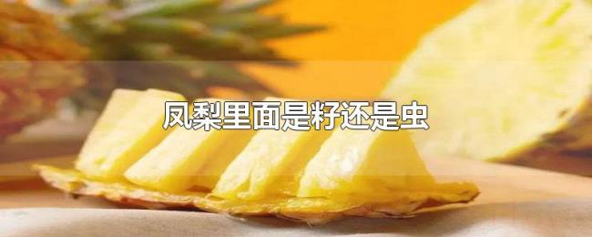 凤梨里面是籽还是虫 凤梨里面是籽还是虫
