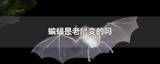 蝙蝠是老鼠变的吗 蝙蝠是老鼠变的吗