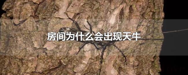房间为什么会出现天牛