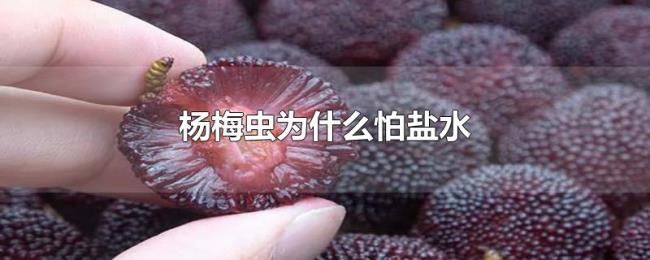 杨梅虫为什么怕盐水 杨梅虫为什么怕盐水