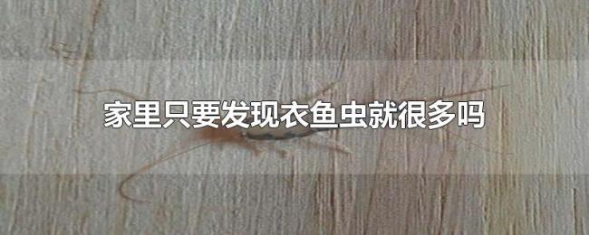 家里只要发现衣鱼虫就很多吗 家里只要发现衣鱼虫就很多吗