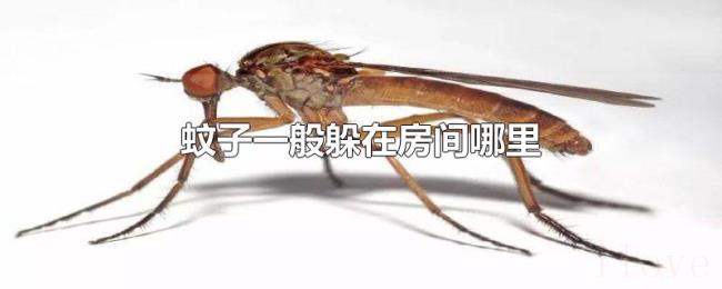 蚊子一般躲在房间哪里