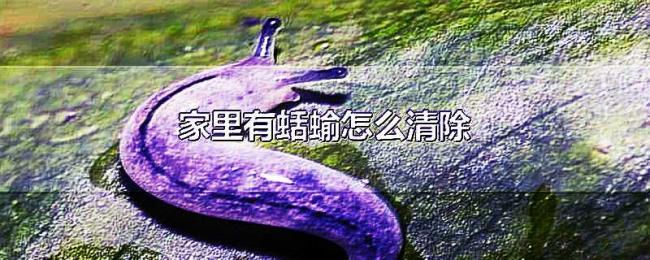家里有蛞蝓怎么清除