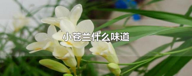 小苍兰什么味道 小苍兰什么味道