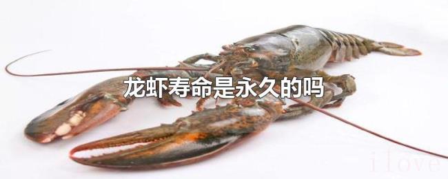 龙虾寿命是永久的吗