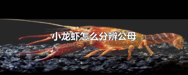 小龙虾怎么分辨公母 小龙虾怎么分辨公母