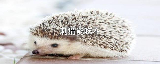 刺猬能吃不