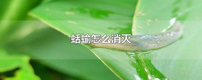 蛞蝓怎么消灭 蛞蝓怎么消灭