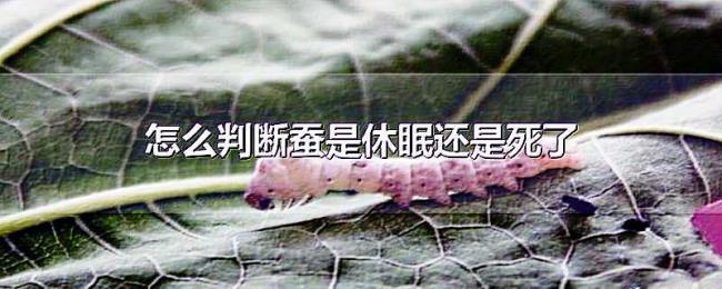 怎么判断蚕是休眠还是死了 怎么判断蚕是休眠还是死了