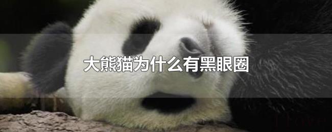 大熊猫为什么有黑眼圈