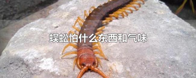 蜈蚣怕什么东西和气味 蜈蚣怕什么东西和气味