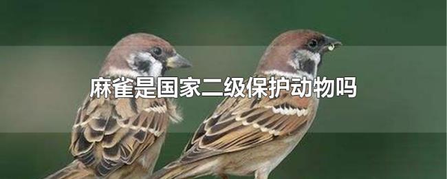 麻雀是国家二级保护动物吗