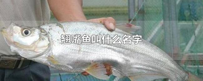 翘嘴鱼叫什么名字 翘嘴鱼叫什么名字