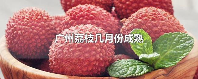 广州荔枝几月份成熟 广州荔枝几月份成熟