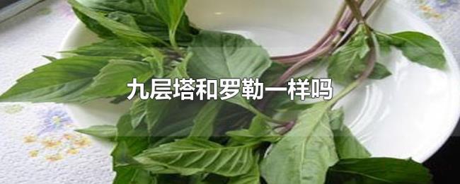 九层塔和罗勒一样吗 九层塔和罗勒一样吗