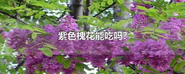 紫色槐花能吃吗? 紫色槐花能吃吗?