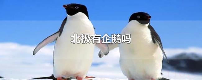 北极有企鹅吗 北极有企鹅吗