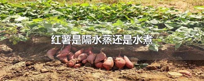 红薯是隔水蒸还是水煮 红薯是隔水蒸还是水煮