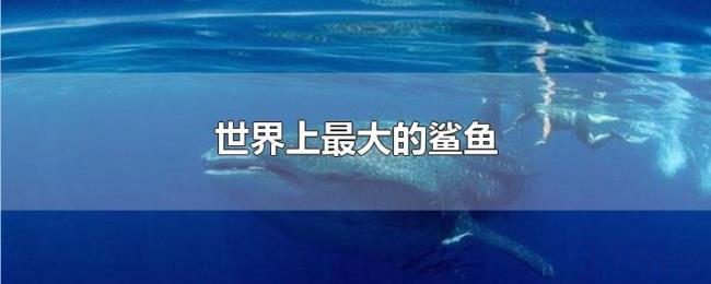 世界上最大的鲨鱼