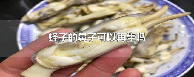 蛏子的鼻子可以再生吗