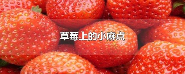 草莓上的小麻点 草莓上的小麻点