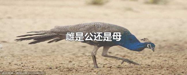 雌是公还是母 雌是公还是母