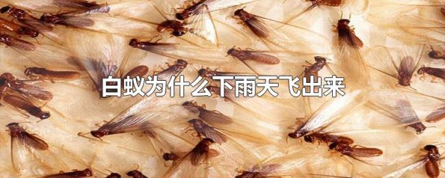 白蚁为什么下雨天飞出来 白蚁为什么下雨天飞出来