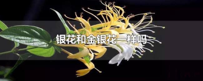 银花和金银花一样吗 银花和金银花一样吗
