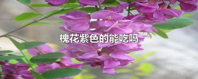 槐花紫色的能吃吗 槐花紫色的能吃吗
