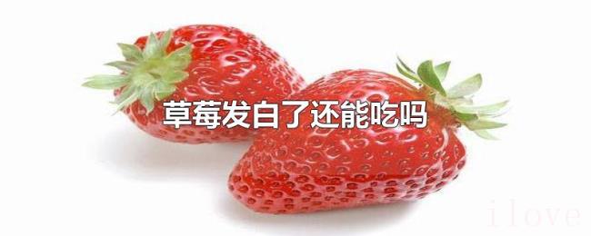 草莓发白了还能吃吗 草莓发白了还能吃吗