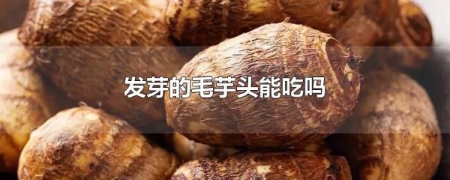 发芽的毛芋头能吃吗 发芽的毛芋头能吃吗