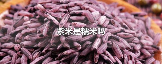 紫米是糯米吗 紫米是糯米吗