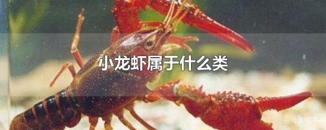 小龙虾属于什么类 小龙虾属于什么类