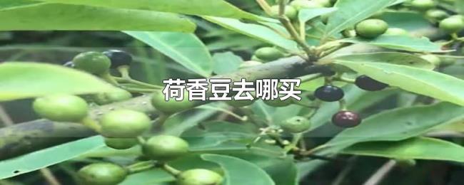 荷香豆去哪买 荷香豆去哪买