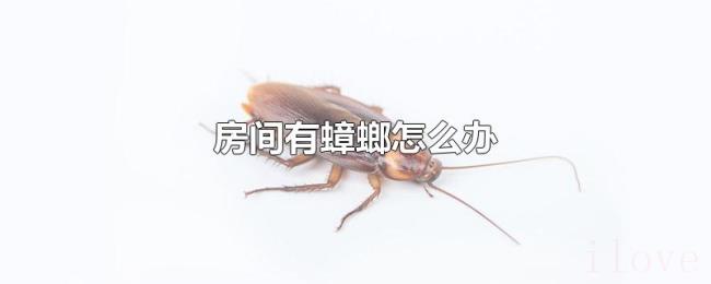 房间有蟑螂怎么办