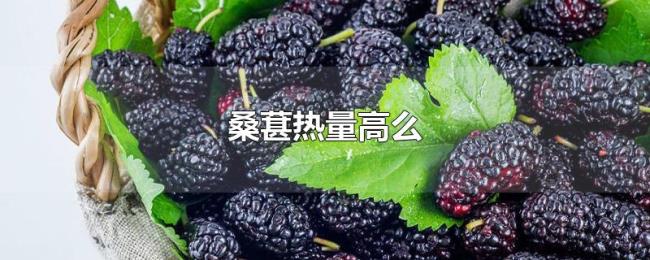 桑葚热量高么