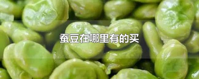 蚕豆在哪里有的买