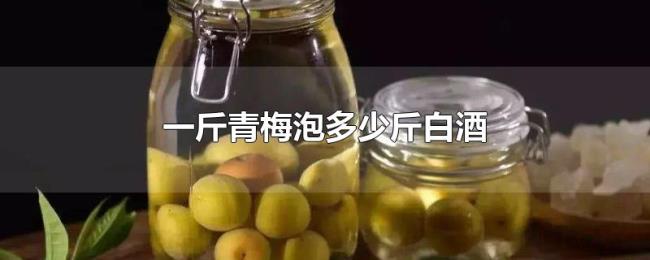 一斤青梅泡多少斤白酒