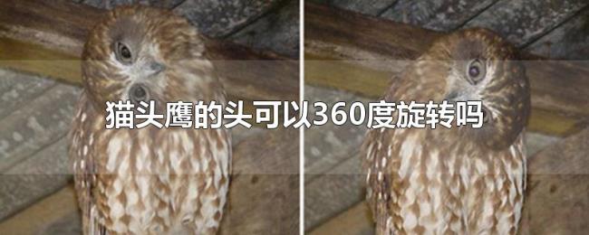 猫头鹰的头可以360度旋转吗 猫头鹰的头可以360度旋转吗