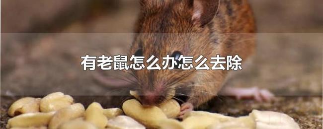 有老鼠怎么办怎么去除 有老鼠怎么办怎么去除