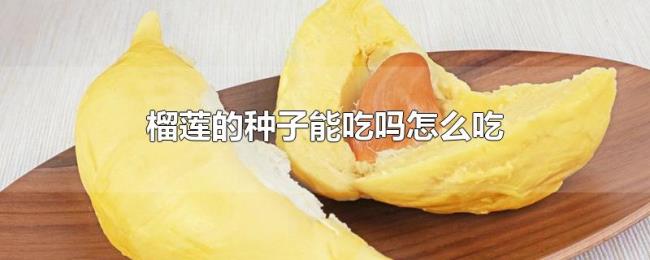 榴莲的种子能吃吗怎么吃 榴莲的种子能吃吗怎么吃