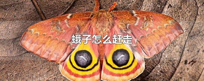 蛾子怎么赶走
