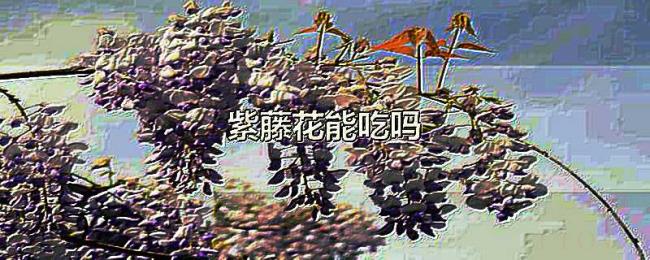 紫藤花能吃吗 紫藤花能吃吗